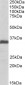 EFNB2 Antibody (internal region)