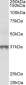 MAT2B (isoform 1) Antibody (N-Term)
