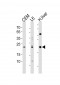 PEMT Antibody (N-term)
