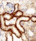 FBXL17 Isoform 2 Antibody (C-term)