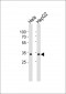 MT-ND1 Antibody (N-term)