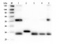 Anti-RAT IgG (H&L)  Pre-adsorbed Secondary Antibody