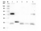 Anti-Rat IgG (H&L)  (Biotin Conjugated) Secondary Antibody