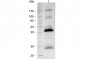 Anti-Human IgG (H&L)  (Alkaline Phosphatase Conjugated) Secondary Antibody