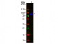 Anti-Monkey IgM (mu chain)  (Fluorescein Conjugated) Secondary Antibody