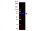 Anti-Monkey IgG (gamma chain)  (Fluorescein Conjugated) Secondary Antibody