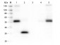 Anti-Rat IgG F(c)  (Biotin Conjugated) Secondary Antibody