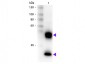 Anti-Mouse IgG (H&L)  (Biotin Conjugated) Pre-Adsorbed Secondary Antibody