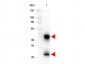 Anti-MOUSE IgG (H&L)  (Peroxidase Conjugated) Pre-adsorbed Secondary Antibody