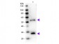 Anti-Mouse IgG (H&L)  (Peroxidase Conjugated) Pre-Adsorbed Secondary Antibody