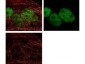 Anti-MOUSE IgG2a  (ATTO 425 Conjugated) Pre-adsorbed Secondary Antibody