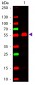 Anti-MOUSE IgG2a  (ATTO 647N Conjugated) Pre-adsorbed Secondary Antibody