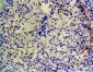 cytochrome P450 1A1 (mouse) Antibody (internal region)