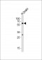 ZNF610 Antibody (C-term)
