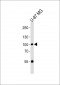 HUMAN-RIN1(Y36) Antibody