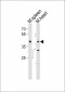 Mouse Mapk11 Antibody (N-term)