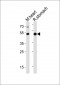 Mouse Gata6 Antibody (C-term)