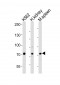SDAD1 Antibody (C-term)