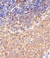 Mouse Csk Antibody (N-term)