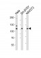 Mouse Ephb3 Antibody (Center)