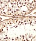 DEFB107A Antibody (C-term)