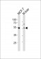Mouse Gata6 Antibody (C-term)
