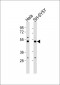 PRIM1 Antibody