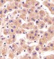 TFIP11 Antibody (N-term)