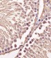 M CCNB1 Antibody (Center S123/S125)