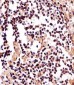IZUMO2 Antibody (Center)