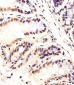 Mouse Ctr9 Antibody (C-term)