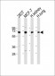 TIEG Antibody (N-term)