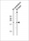 (Mouse) Scx Antibody (C-term)