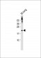 (Mouse) Scx Antibody (C-term)