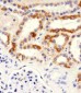ECHDC3 Antibody (N-term)