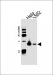 MAD2L2 Antibody (C-term)