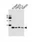 NDUFB4 Antibody (N-term)