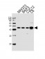 Mouse Mapk3 Antibody (C-term)