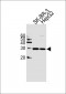 RAB32 Antibody (N-term)