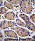 MESDC2 Antibody (C-term)