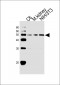 Mouse Cdk9 Antibody (C-term)