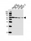 ZRSR2 Antibody (C-term)