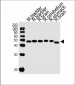 R Ccdc89 Antibody (Center)
