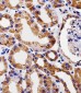 PDCL Antibody (N-term)