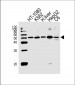 PDIA6 Antibody (Center K159)