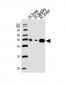 HMGCS2 Antibody (C-term)
