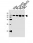 NPIPL2 Antibody (C-term)