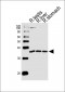 R Cgref1 Antibody (C-term)