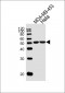 GSS Antibody (C-term)
