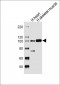 LRP12 Antibody (C-term)
